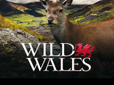 その他 Wild Wales &amp; Rugged Wales [DVD] Amazon.co.jp: Wild Wales & Rugged Wales [DVD] : DVD