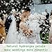 1500Pcs Real Dried Ivory White Hydrangea Flower Petals - Natural smal Petals for Wedding, Party Confetti, Romantic Night, Proposal Decor, Handcrafts (1.06 oz)