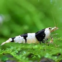 AtWell Black Bee Shrimp with 10 + 1 Compensation Service