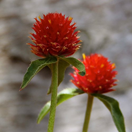 Biocarve Seeds Gomphrena Strawberry Fields - Pack Of 100 Seeds (B01ASWNO02) Amazon Price History, Amazon Price Tracker
