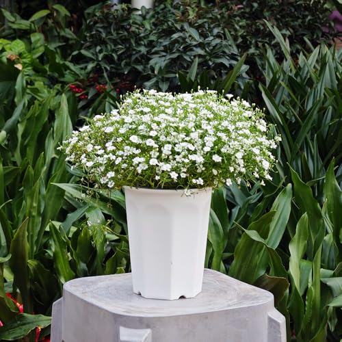 BangQiao 10 Pack 5.30 Inch White Plastic Deep Nursery Pot and Seedling Planter for Succulent, Cutting, Transplanting by BangQiao - Image 3