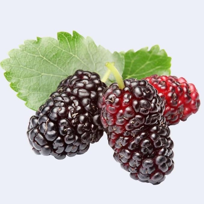 Extracto de mora negra, melaza pura de fruta, pack 2 miniatura 6