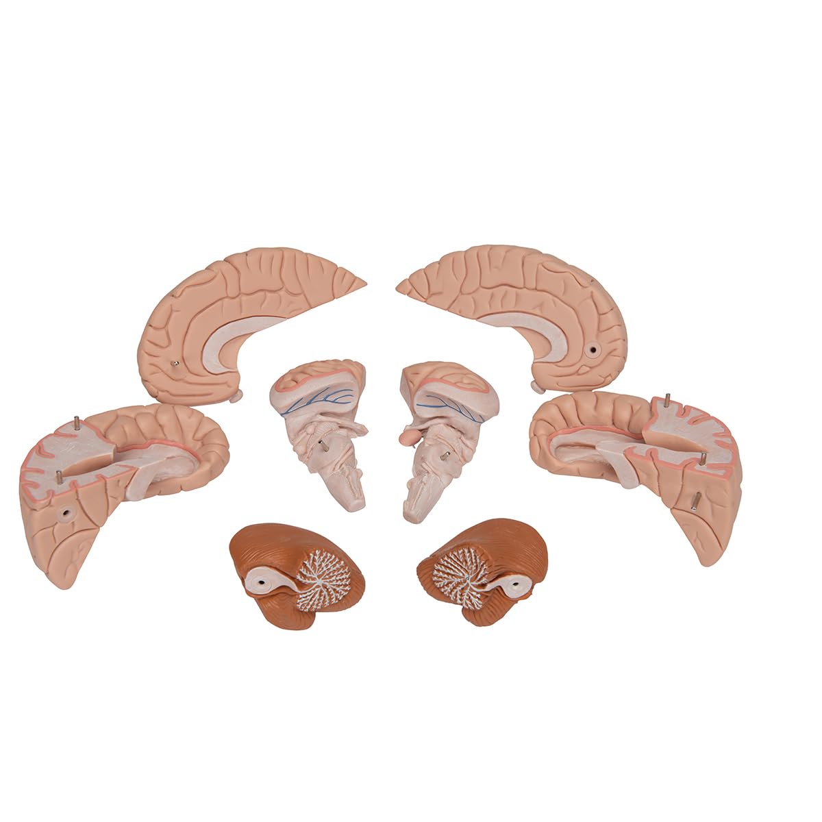 3B Scientific C17 Encéfalo de Lujo, desmontable En 8 Piezas - 3B Smart Anatomy