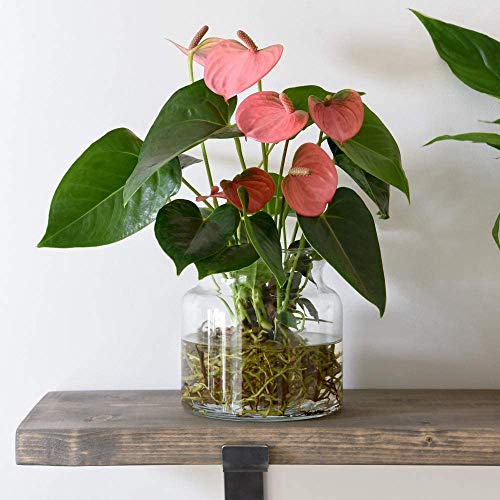 Image of Anthurium Aqua Salmon in Sierglass Modern Clear Glass Vase House Plant Tender Perennial Flowering House Plants Easy to Grow Your Own 1x 14cm Potted Plant by Thompson and Morgan