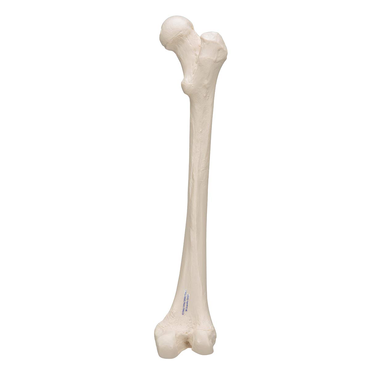 3B Scientific A35/1L, A35/1R Femore + software gratuito di anatomia - 3B Smart Anatomy