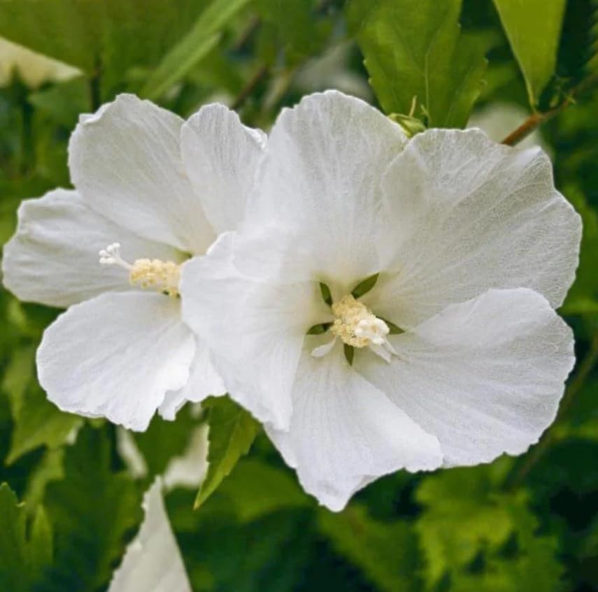 White Diana Rose of Sharon Bareroot 2-Pack