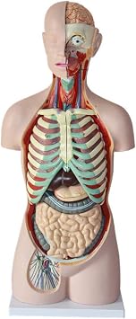 Educational Model 85CM 17 Part Human Torso Anatomical Model Human Organs Visceral Model Trunk Anatomy Model