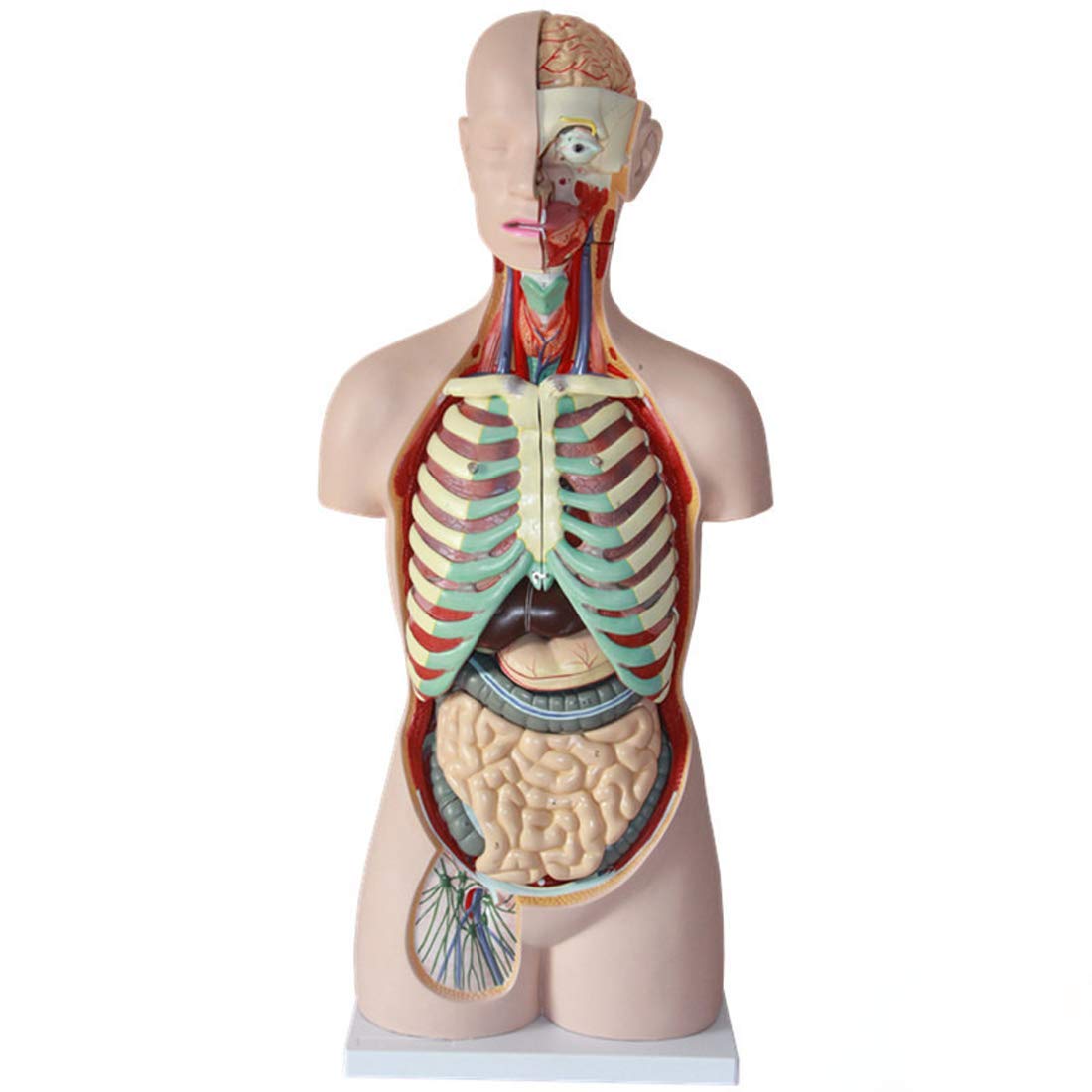 GTHTUHFD Educational Model 85Cm 17 Part Human Torso Model Human Organs Visceral Model Trunk Anatomy Model,Medical Models