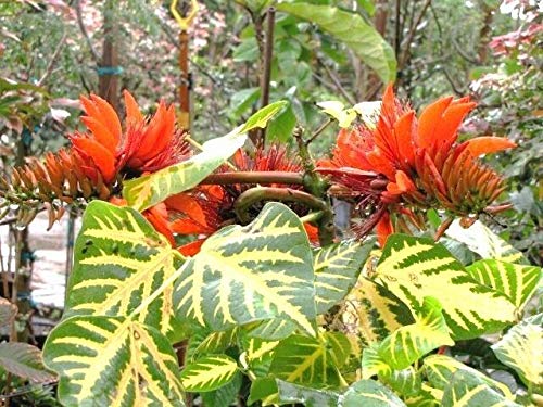 PLAT FIRM GERMINATION SEEDS: Erythrina Variegata, Tiger Claw Indian Coral  Tree Tropical Fresh Seeds 10 Seeds : Amazon.de: Garden