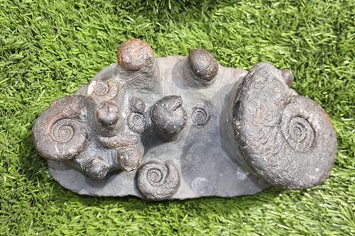 Image of Ammonite Fossil Natural Platyclymenia & Goniatites Plate Fossil from Morocco Rare Fossil Ammonite Fossil A57