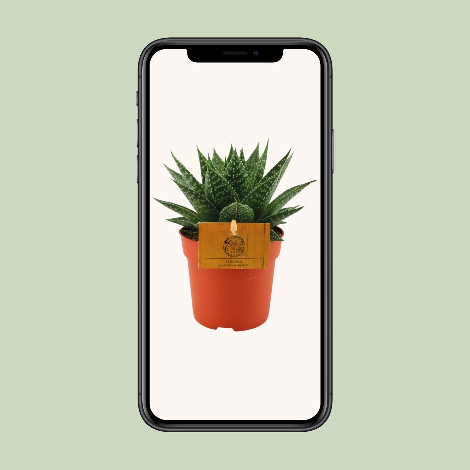 Pianta Gasteria Hybride Aurora da Interno, Vaso Ø 11 cm, Altezza 15 cm