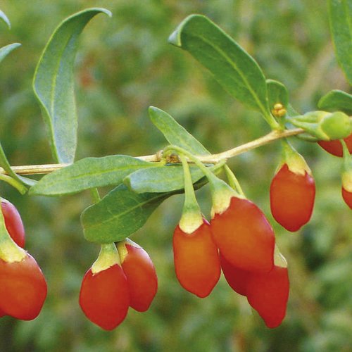 Bacca di goji 'Lyclum Barbarum' Confezionato con Antioxedants 20-Seeds:Seeds