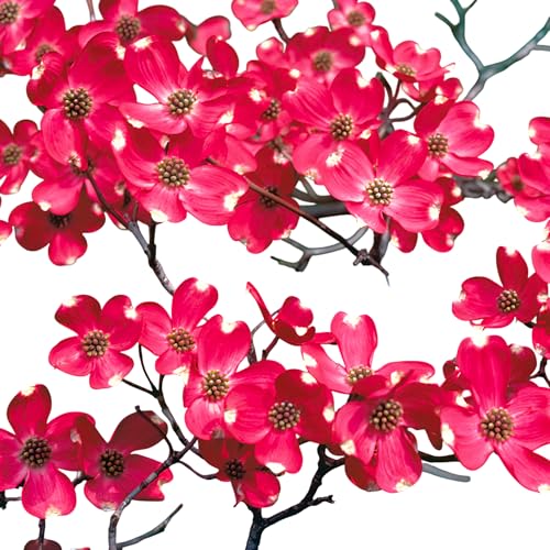 Cherokee Brave Dogwood Tree Live Plant – Hardy Pink Flowering Ornamental Tree for Garden, Patio & Landscape (1 Gallon/Potted/Single Plant)