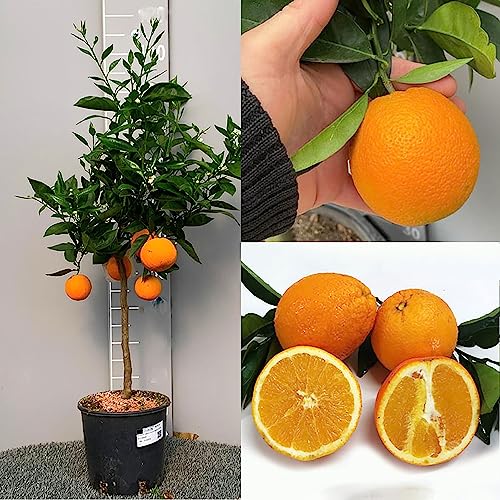 SAVINI VIVAI oranger, agrume, oranger doux à chair jaune, Washington Navel, en pot de 20 cm hauteur 70 cm 2-3 ans de greffage,