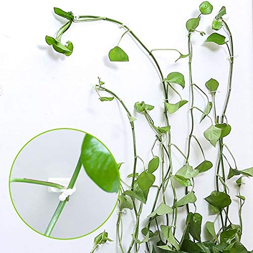 Lasyman Plant Clips-Plant Climbing Wall Fixture Clips 110Pcs, Invisible Clips For Climbing Plants，Self-Adhesive Plant Wall Clips For Plant Support, Sticky Plant Fixture Clips Plant Holder For Pothos #TOP1