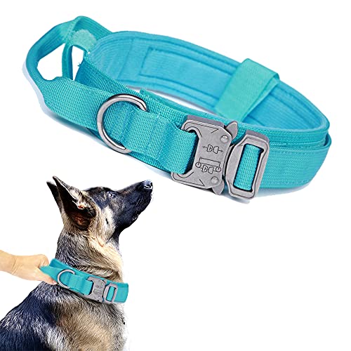 Top 10 Best Collar For Blue Heeler Reviews & Buying Guide Katynel