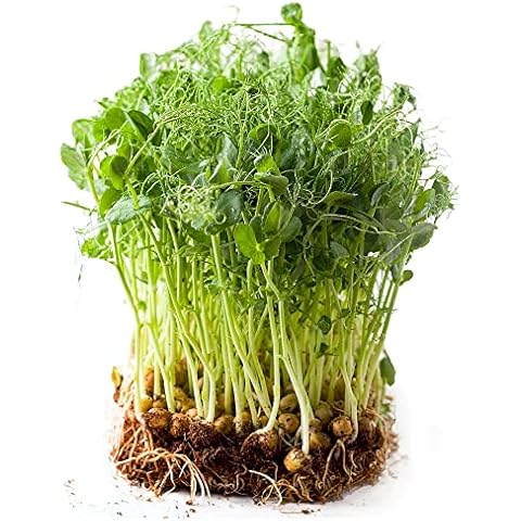 Todd's Seeds Sweet Green Pea Sprouting Seed By the Pound Cover