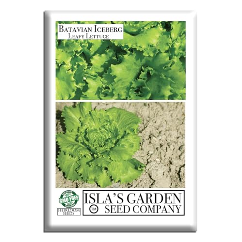 Batavian Leafy Iceberg Lettuce Seeds (Lactuca Sativa) – 5000+ Heirloom