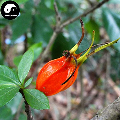 Pinkdose Buy Cape Jasmine Semente 240Pcs Seed Gardenia Jasminoides for Zhi Zi Hua