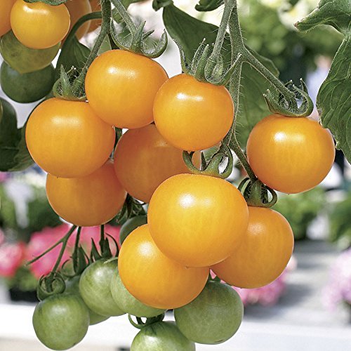 SeedBasket Cherry Tomato Seeds Pack of 2 – Red & Yellow – Non-GMO, Easy to Grow, High Yield – Fresh Home Garden Vegetable Seeds - Image 4 thumbnail