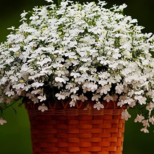 Miniatura 2 de RAISE ME UP Semillas Lobelia - Flores anuales en cascada azul, 1000 semillas