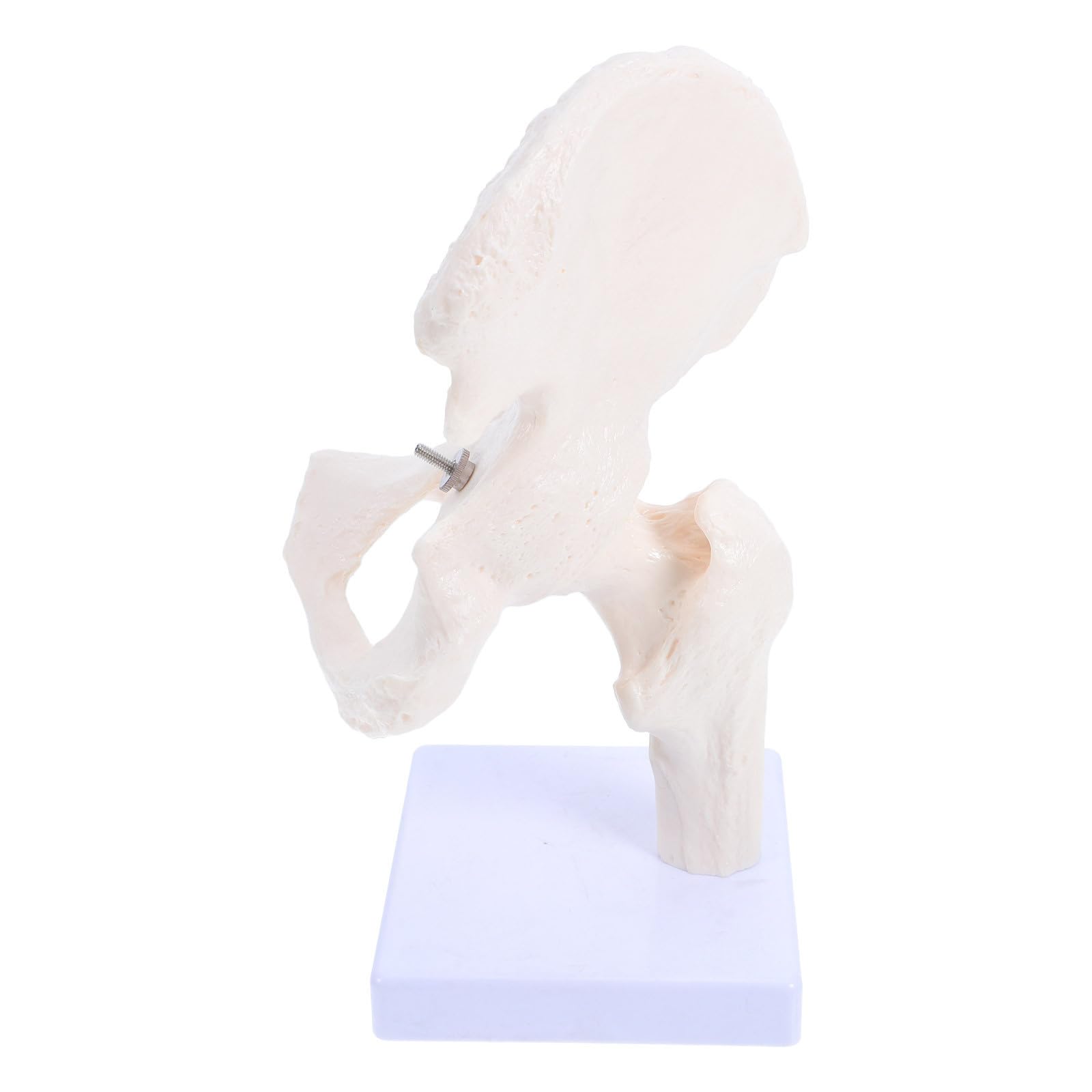 Modelo de Articulación Anatómica para Anatomía, Esqueleto Didáctico