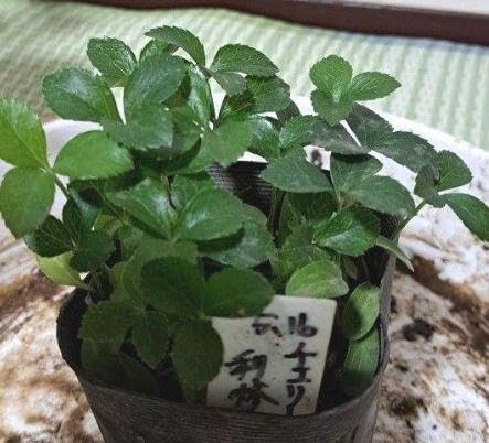 厳選クリスマスローズクレオパトラ等交配発芽苗10芽