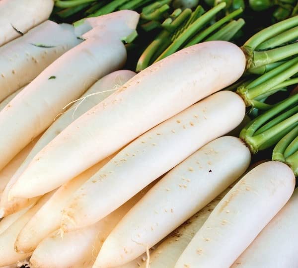 Buy4seeds 200 Seeds Daikon Radish Astor Japanese Radish Seeds - Easy to Grow