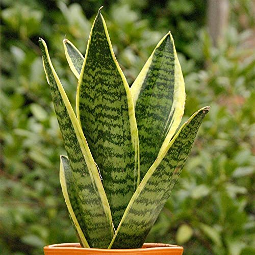 1 X SANSEVERIA LAURENTII BUNTE SCHLANGENPFLANZE GESUNDER INDOOR-STRAUCH IM 9CM TOPF