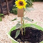 40 Pack 18'' Natural Bamboo Plant Stakes, Wood Plant Supports, Wood Garden Sticks for Plants Tomato Floral Potted… - Image 6