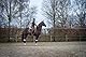 HKM 7465 Schabracke Golden Gate Bit, Sattelunterlage Satteldecke, DR VS Pony
