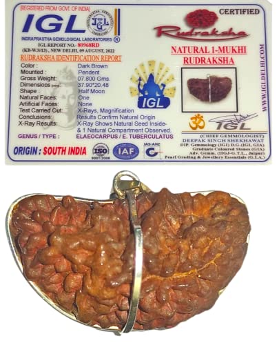 1 Mukhi Rudraksha Original Certified | Ek Mukhi Rudraksha | With ...