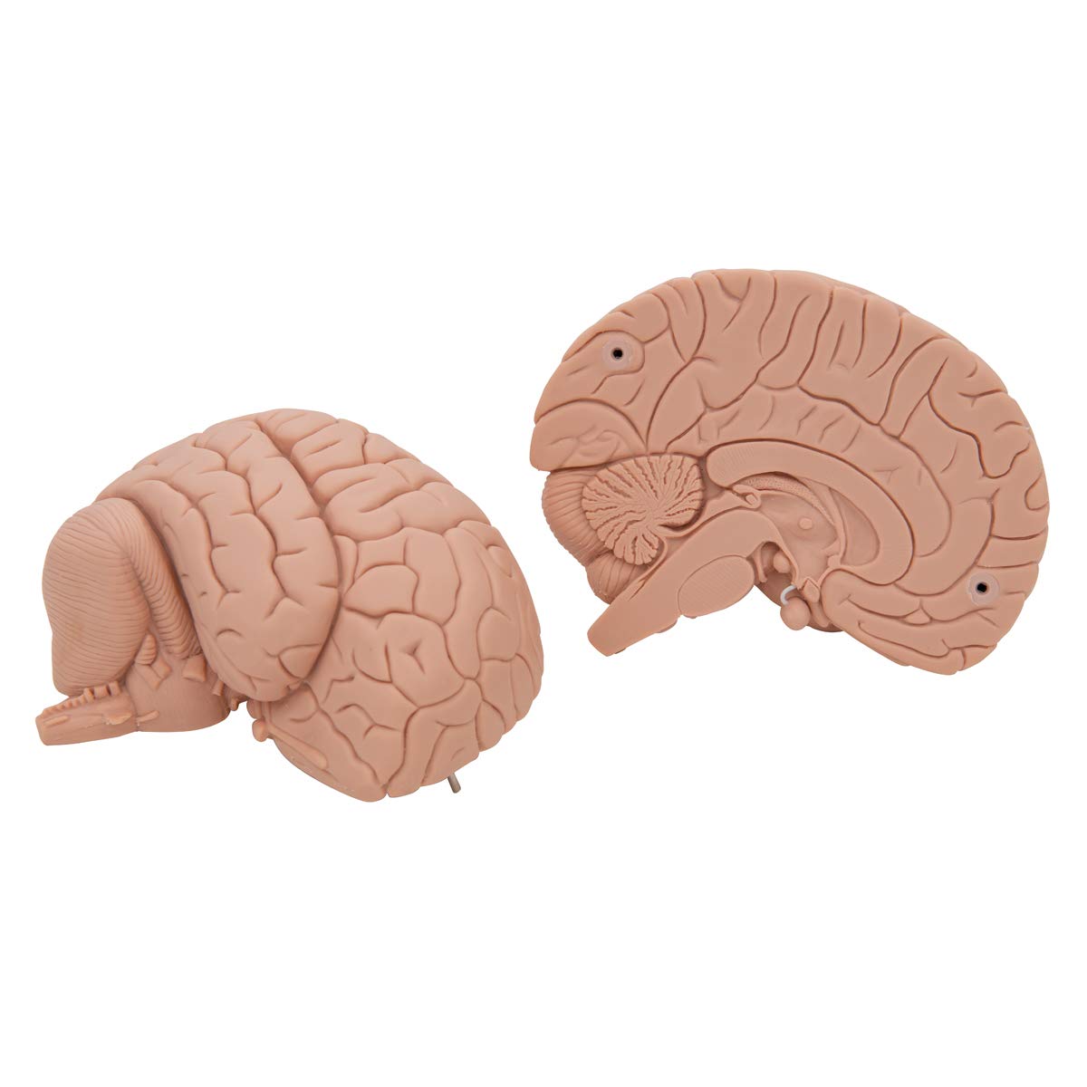3B Scientific C15/1 wprowadzający model mózgu, 2 części darmowe oprogramowanie anatomiczne - 3B Smart Anatomy