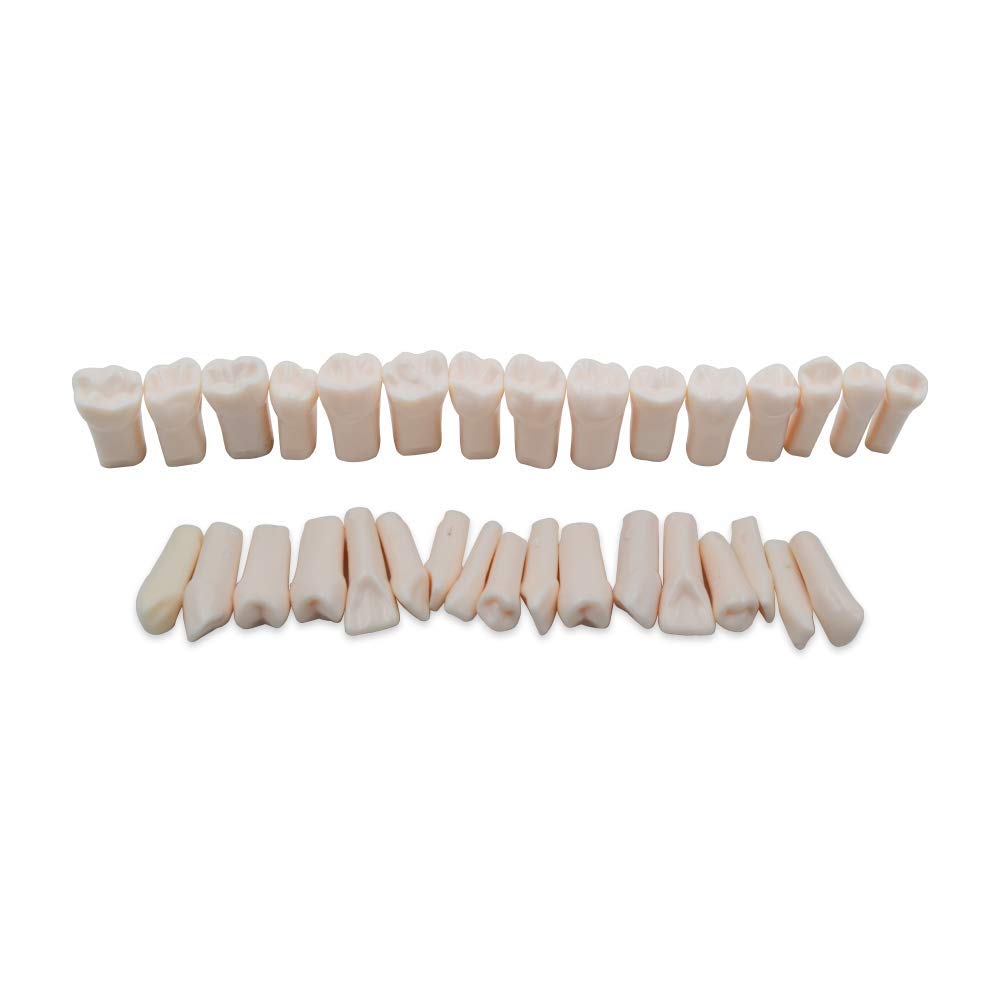 Dental Teeth Model – 28-Piece Removable Tooth Set for Students & Professionals – Anatomically Accurate Training Tool for Education & Patient Demonstration