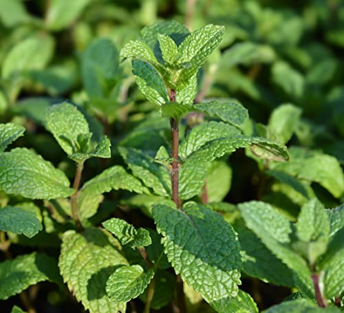 Herb Mint Mentha Fba-8613X (Green) 50 Non-Gmo, Open Pollinated Seeds #TOP26