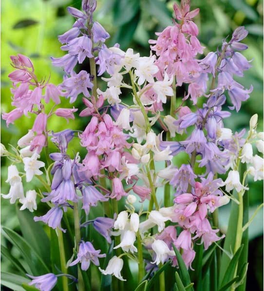 Spanish Bluebells Bulbs for Planting - Mixed Color, Easy to Grow Perennial Flowers for Garden or Container Growing (20 Bulbs)