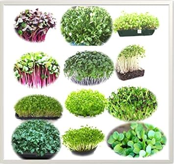 BOSI Leaf Easy Growing Microgreen with Growing Instruction Untreated Seeds - Grow Your Own Super Salad (Combo Seed Pack of 12 Varieties 300G) - image, photos