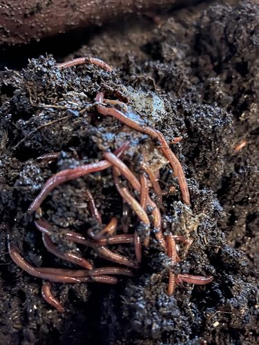 Alimento Orgánico Granulado para Plantas Arcand Wigglers miniatura 5