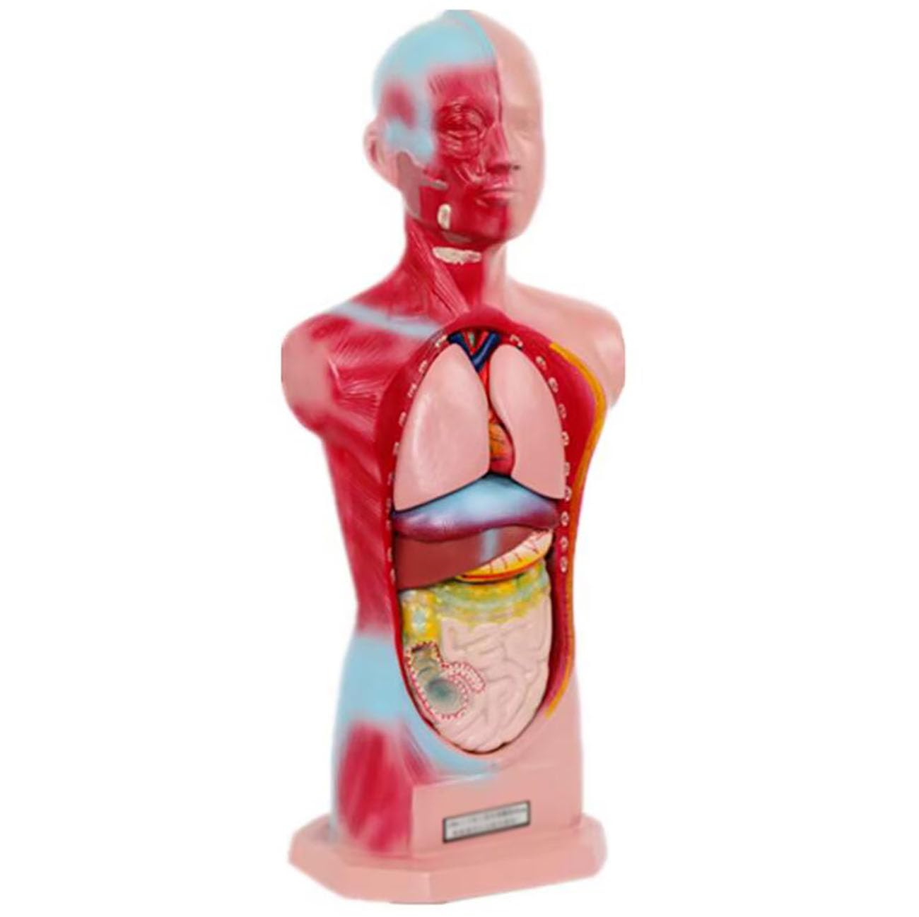 Model Tułowia Dziecka 45 Cm, Miniaturowy Model Anatomiczny Męskiego Tułowia, Wyjmowane Organy I Części Ciała, Materiały Edukacyjne