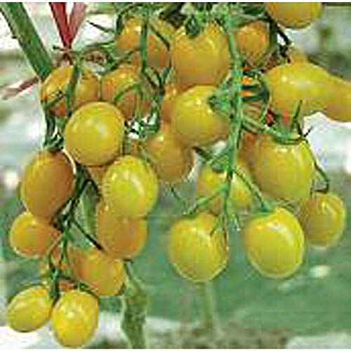 Jelly Bean Tomato (Yellow) Seeds (25 Seed Packet) (More Heirloom, Organic, Non GMO, Vegetable, Fruit, Herb, Flower Garden Seeds at Seed King Express)