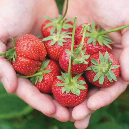 Image of Carbeth Plants Strawberry Bare Roots - Flamenco x 12