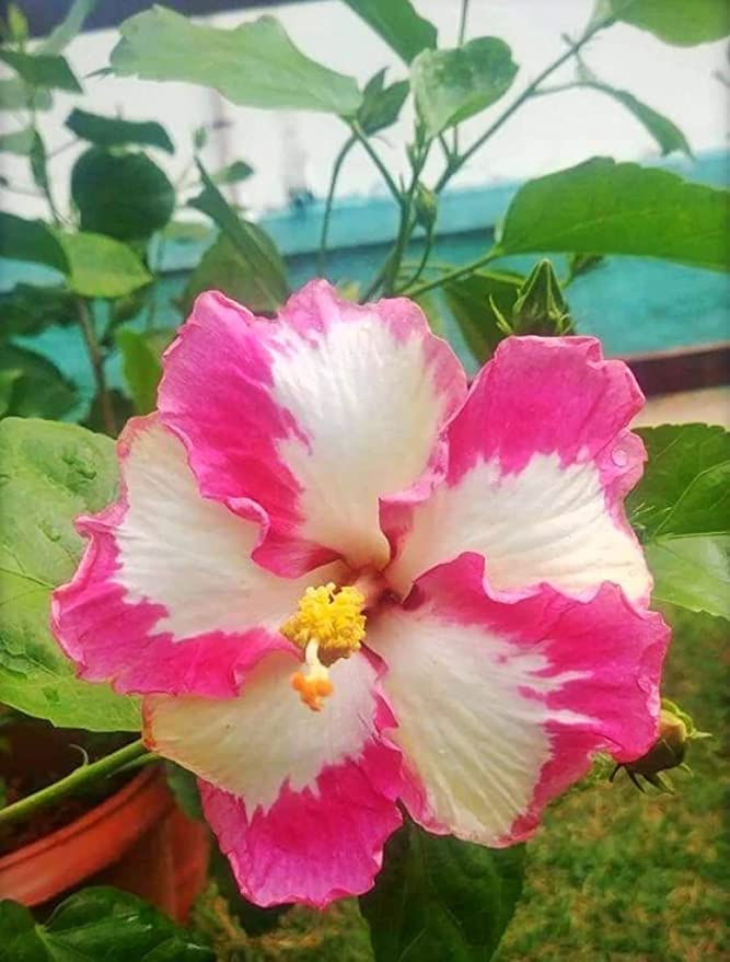 GREENLIVE TRADERS Live Purple Hibiscus Flower Plant (B0BCYFGG3D) Amazon Price History, Amazon Price Tracker
