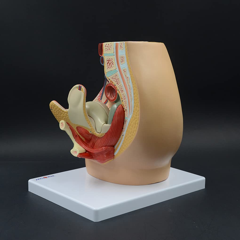Model Anatomiczny Kobiecych Mięśni Dna Miednicy, Miednicy Żeńskiej, Macicy, Pęcherza Moczowego, Układu Ginekologicznego I Urologicznego, 3-Częściowy