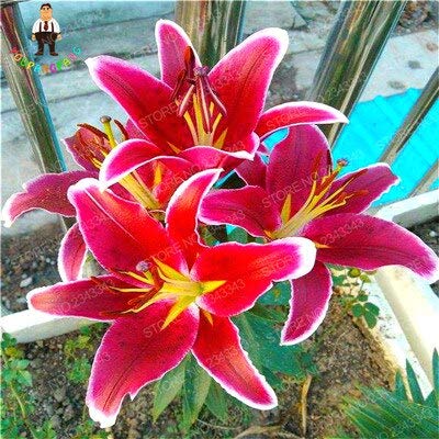 Wei: Lilie Samen Indoor Lilium Pflanzen Blumen Semillas Schne Bonsai  Topfpflanze Seltene Blumensamen Fr Hausgarten Dekoration 100 Stcke :  Amazon.de: Garten