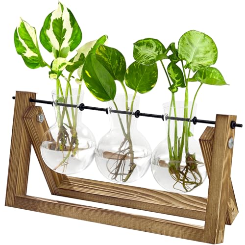 Bamworld Hydroponics Plant Propagation Station with Wooden Stand, 3 Glass Vases for Water Plant Growth and Home Decor