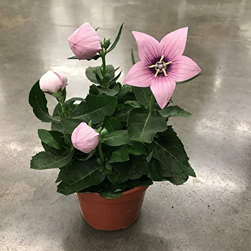 Seeds Pink Balloon Flower Platycodon Chinese Bellflower Perennial Flowers