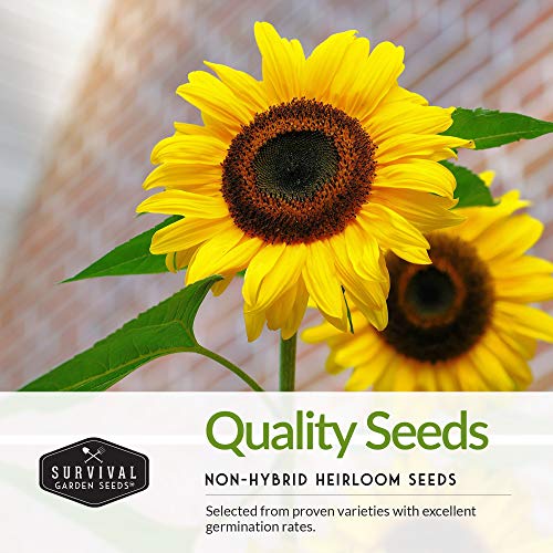 Survival Garden Seeds Edible Sunflower Seed Vault - Gigantic Flowers With Delicious Seeds - Mammoth Sunflower And Oil-Rich Black Russian Sunflower - Non-Gmo Heirloom Seeds For Planting & Growing #TOP2