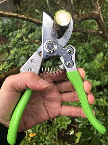 Image of Garden Shears, Japanese Pruning Shears for Heavy Duty, Flowers Herbs Grapes Plant and Branch Cutters, Clippers, Trimmers, Scissors (Green)