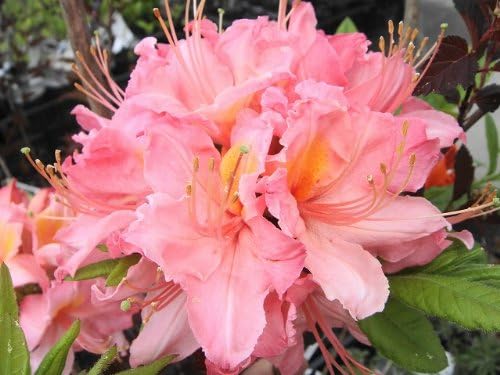 Amazon エクスバリーアザレア ストロベリーアイス 苗 庭木 低木 Diy 工具 ガーデン