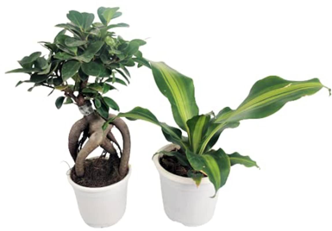 goldfruchtpalme chrysalidocarpus lutescens Goldfruchtpalme (Dypsis lutescens) kaufen main image 1
